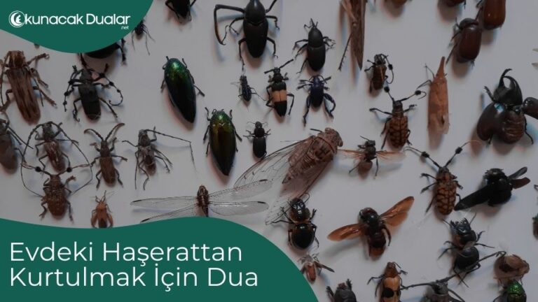 Evdeki Haşerattan Kurtulmak İçin Dua