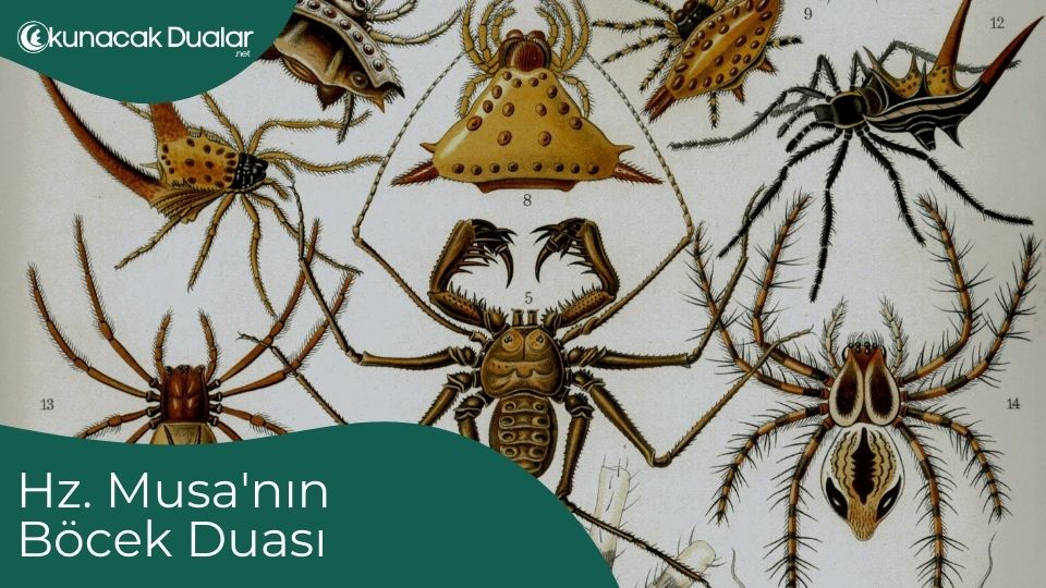 Hz. Musa'nın Böcek Duası